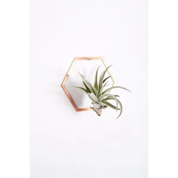 Hexagon Frame Air Plant Wall Holder