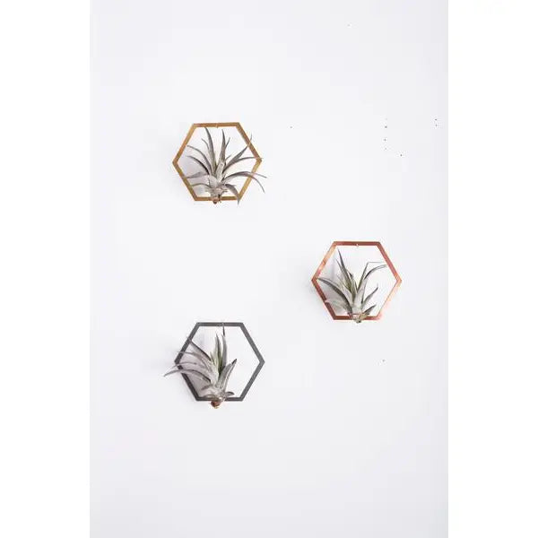 Hexagon Frame Air Plant Wall Holder