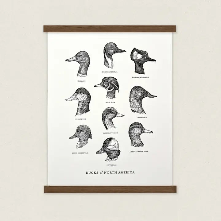 Ducks of North America Letterpress Print