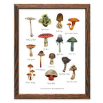 Poisonous Mushrooms Print